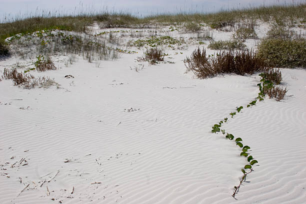 ilha de cumberland, dunas de areia - beach cumberland island environment tranquil scene - fotografias e filmes do acervo