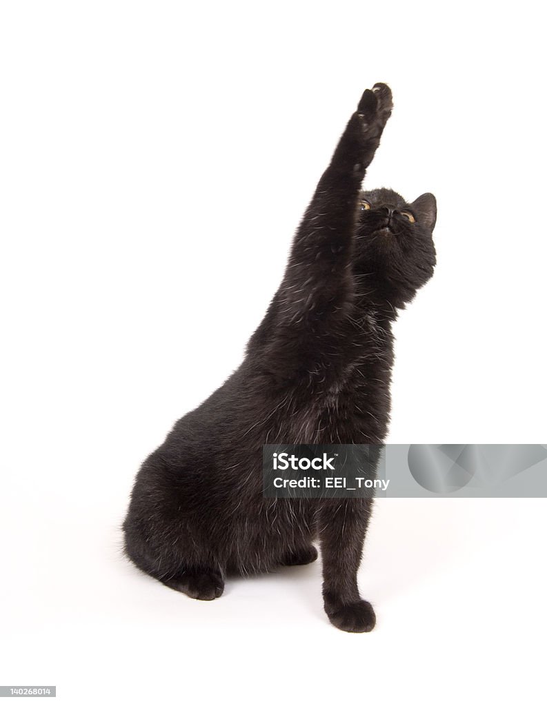 Czarny Kot wahania jego Łapa podczas odtwarzania - Zbiór zdjęć royalty-free (Agresja)