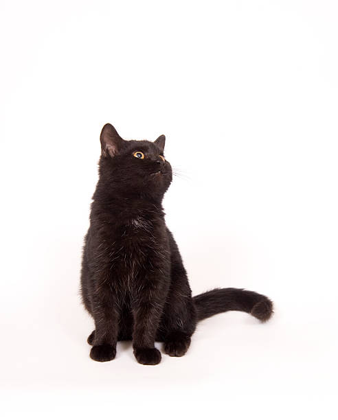 istock black bat looking up and right on white background 140268020