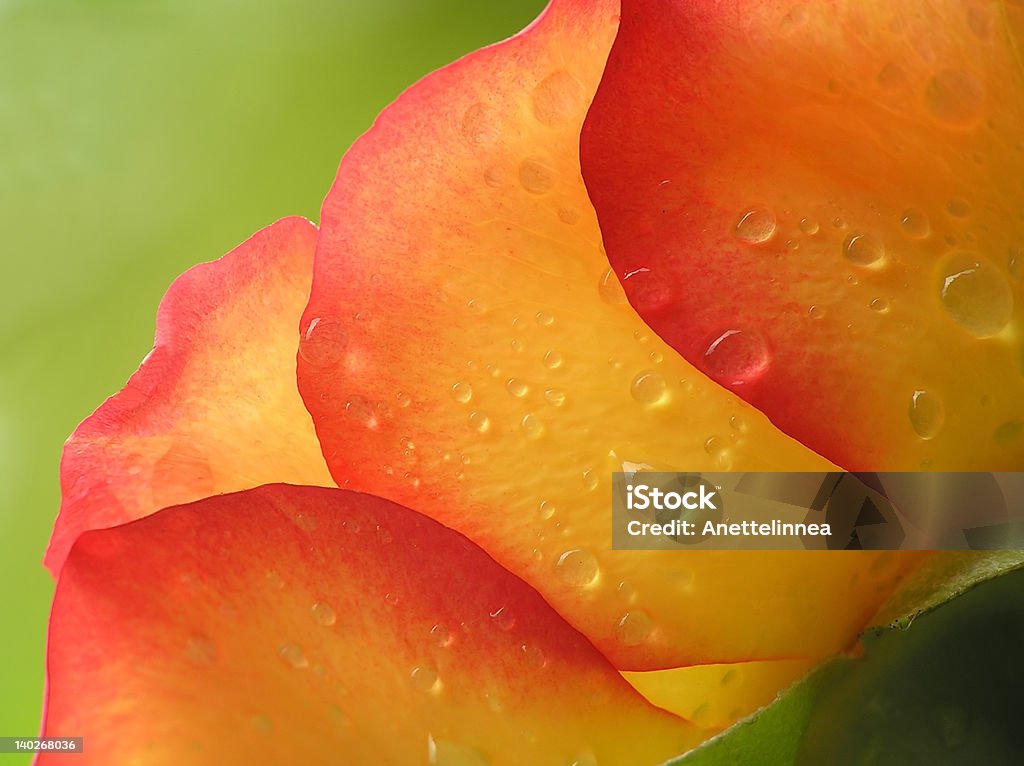 Amarelo e laranja de rose - Foto de stock de Amarelo royalty-free