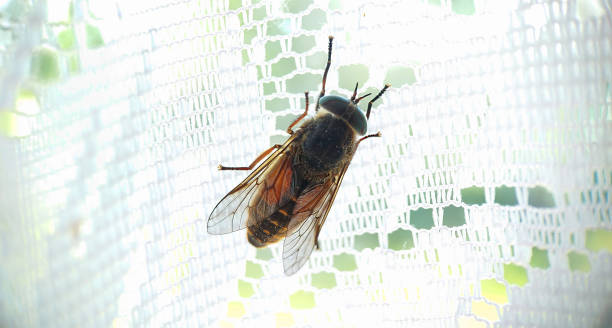 istock A large gadfly on a white tulle checkered close-up 1402680921