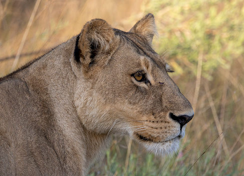 Black and white lioness colour wallpaper. Portrait lioness.