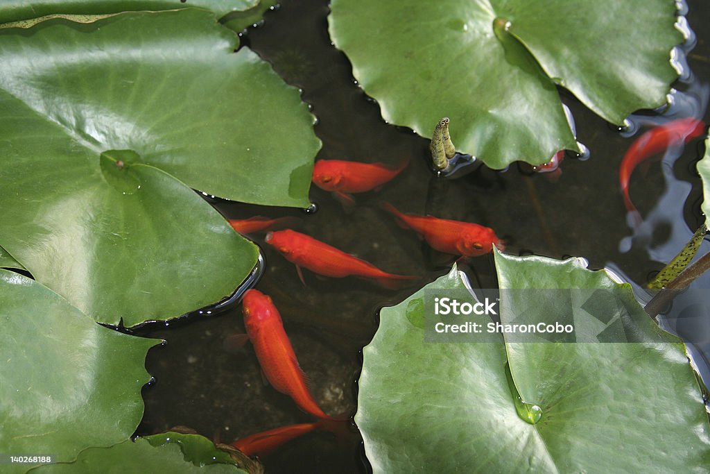 Fish and Lily Pads Bright orange Koi fish swim below lily pads. Asia Stock Photo