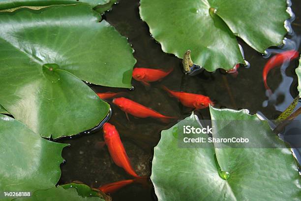 Fish And Lily Pads Stock Photo - Download Image Now - Asia, Asian and Indian Ethnicities, Beautiful People