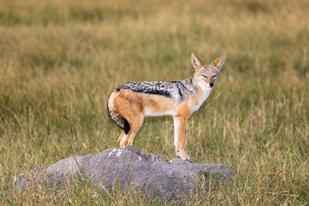 Black-backed Jackal Taken in the Okavango Delta, Botswana, May 2022 jackals stock pictures, royalty-free photos & images
