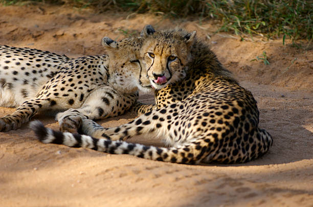 Cheetah Love 2 stock photo