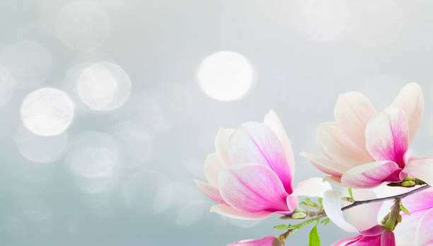 istock Blossoming pink magnolia Flowers 1402682243