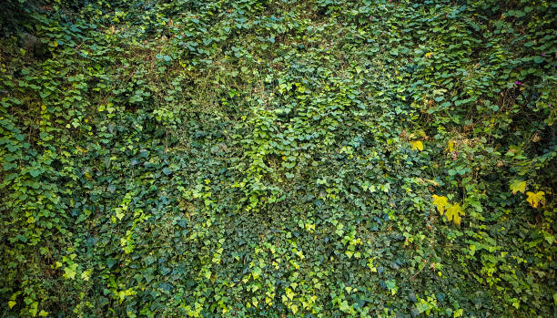istock Green ivy background - green nature wall 1402683016