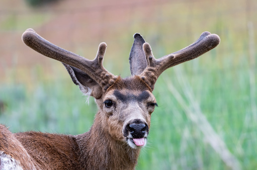 Deer in the wild looking at the camera sticking his tongue out. Funny animals.