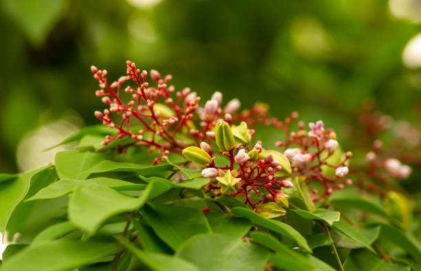 istock Young star fruits (Averrhoa carambola), flower, leaves on its tree. Natural background 1402684452
