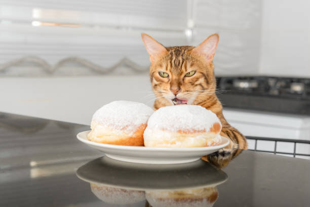 istock Bengal cat licks his lips when he sees a delicious jelly donut. 1402684479