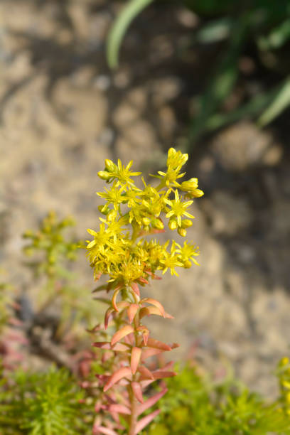 istock Rock stonecrop Angelina 1402684491