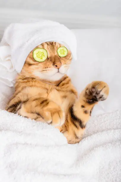 Photo of Bengal cat with cucumbers in front of his eyes in the spa.