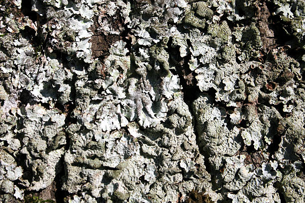 Lichen texture stock photo