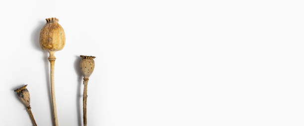 istock Dry poppy heads on a white background. Top view, flat lay. Banner. 1402685764