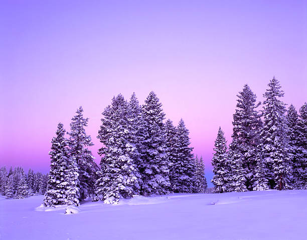 istock Trees covered in snow in the winter twilight 140268629