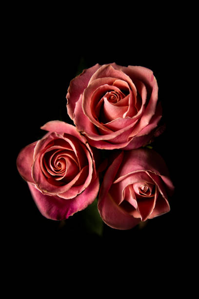 istock Three beautiful pink rose flowers Isolated object on black background 1402686440