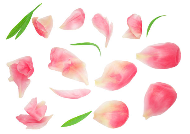 istock Pink peony flower isolated on white background . Pattern. . Beautiful peony bud top view. Flat lay. Creative layout