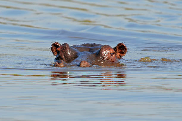 nilpferd - kruger national park hippopotamus animal mouth animal stock-fotos und bilder