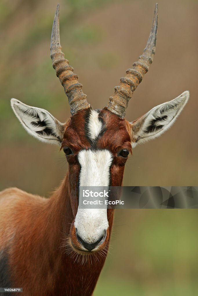 Bontebok antelope Portrait of an endangered bontebok antelope, South Africa Africa Stock Photo