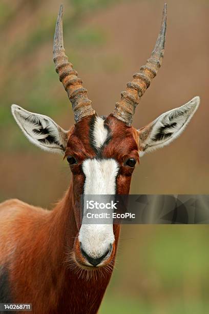 Bontebok Antelope Stock Photo - Download Image Now - Africa, Alertness, Animal