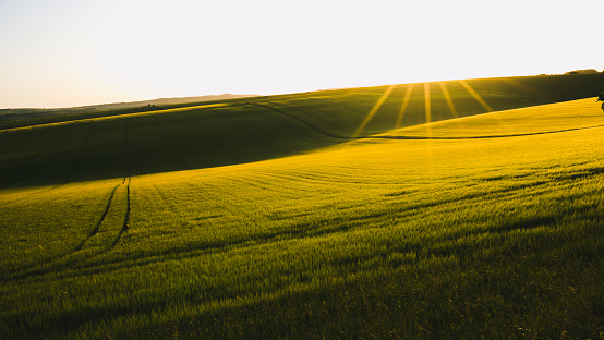 A shot of the sun setting over a cornfield in the Sussex countryside.