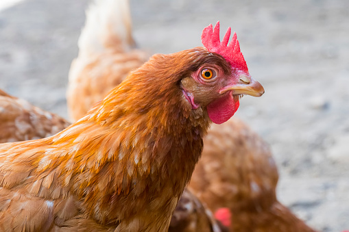 Close up white chicken living in the farming business with yellow light background