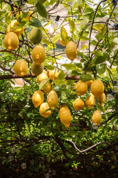 istock Lemon tree bush with yellow lemons hanging in Amalfi gardens 1402688250