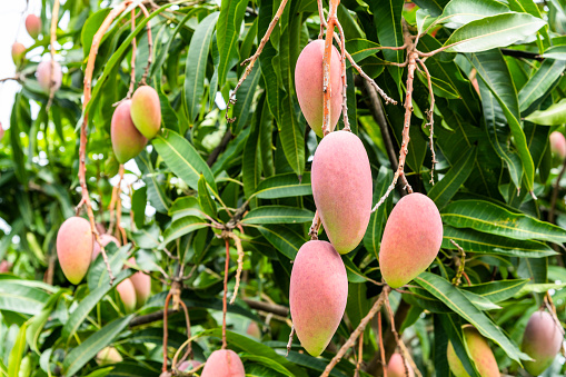 Close-up of mango fruits on the mango tree in Tainan, Taiwan.