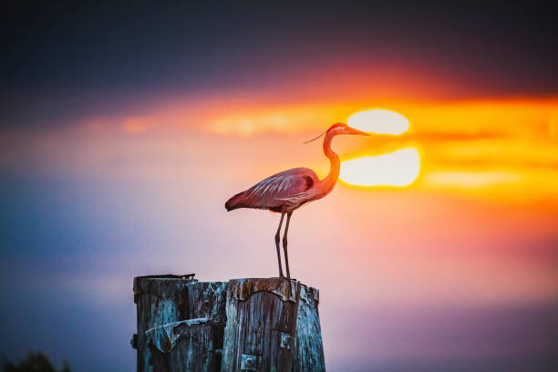 Great Blue Heron scanning the water for fish in Okeechobee, Florida, United States