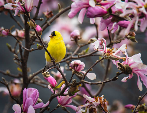 goldfinch bird sitting on flowering magnolia tree branch in spring. - american goldfinch branch perching finch imagens e fotografias de stock