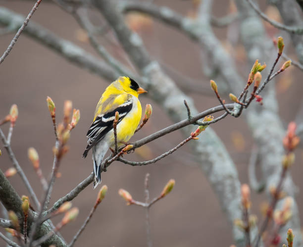 close up of goldfinch bird sitting on a tree branch in spring. - american goldfinch branch perching finch imagens e fotografias de stock