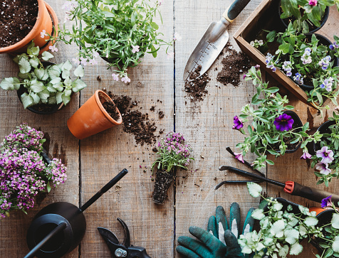 Top view of flowers in pots with gardening tools on wooden table. in Kingston, Ontario, Canada