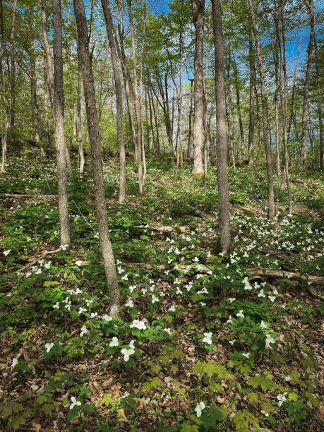 A photo of forest beauty in  springtime
