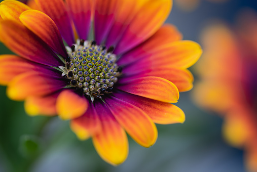 Close up of colorful osteospermum daisy flower in bloom. in Kingston, Ontario, Canada