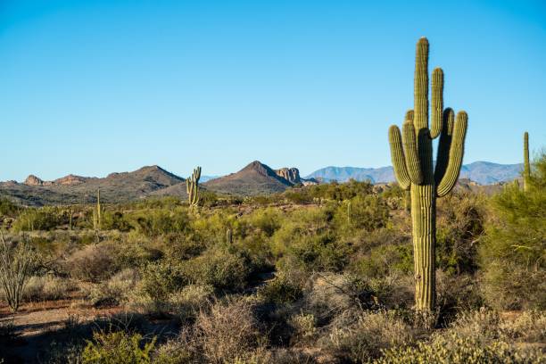 An overlooking view of Lost Dutchman SP, Arizona stock photo