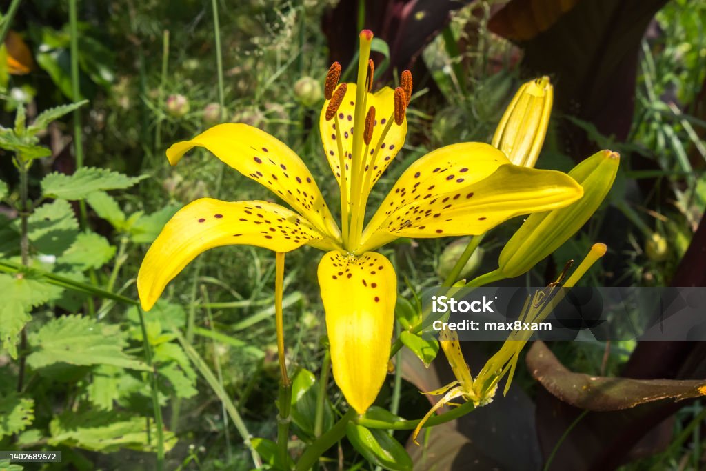 A single Yellow Star Tiger Lily flower in the garden in spring A single Yellow Star Tiger Lily flower in the garden in spring. Anniversary Stock Photo