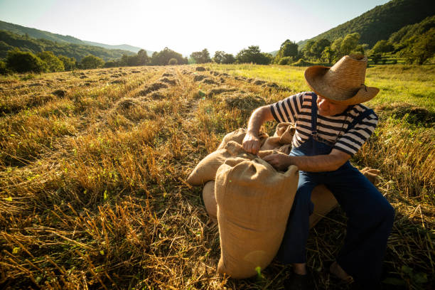 istock The senior farmer has just finished work in the wheat field 1402689769