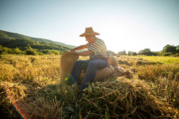A portrait of an elderly farmer in a wheat field at sunset, real people from the village and their daily chores.