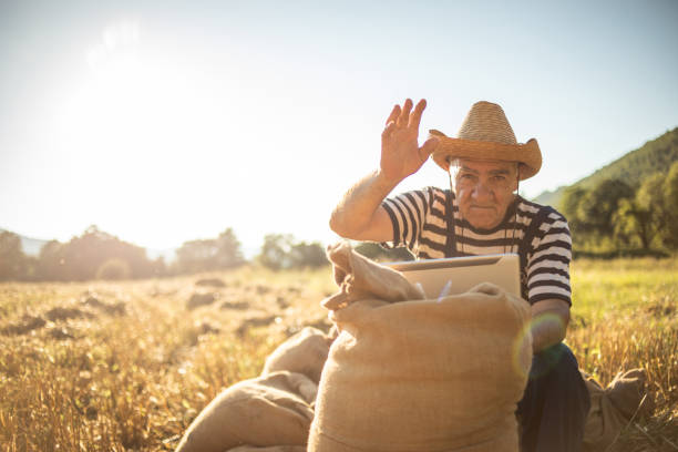 A portrait of an elderly farmer in a wheat field at sunset, real people from the village and their daily chores.