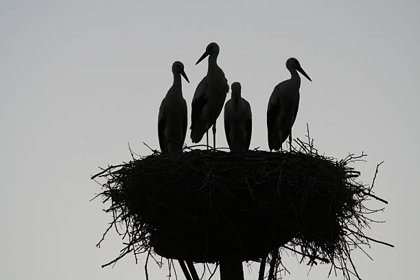 storks on nest stock photo
