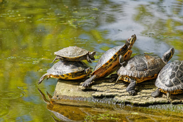 istock Turtles bask in the sun. 1402690759