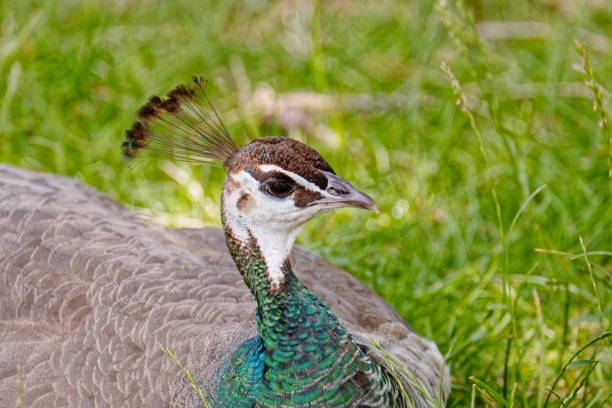 istock Close-up photo of a peacock. 1402690764