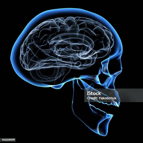 Human Brain Stock Photo - Download Image Now - Accidents and Disasters, Anatomy, Animal Bone