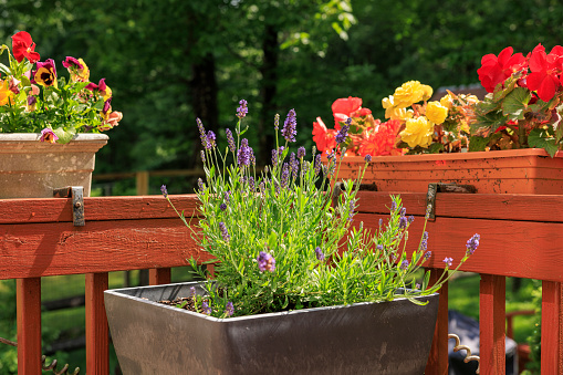 Closeup of flower planter containing an arrangement of multicolored pansy blossoms set against a background of weathered grey boards.