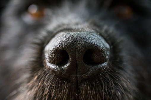 Front View Macro of Dog Snout.