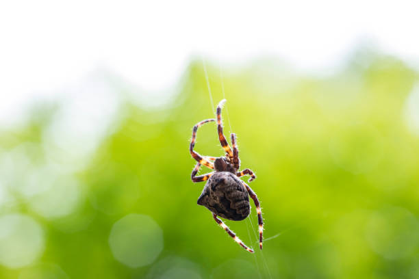 Araneus angulatus Spider on His Web in Nature.