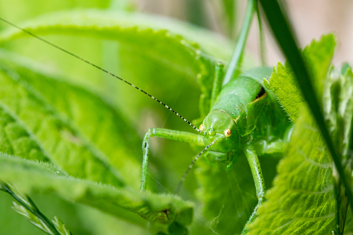 Green Grasshopper on Green Leaves.