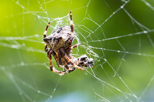 Argiope bruennichi (wasp spider) on web, species of orb-web spider distributed throughout central Europe, Czech Republic wildlife