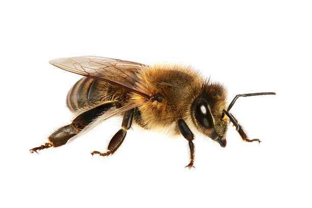 istock A single honey bee isolated on a white background 140269169